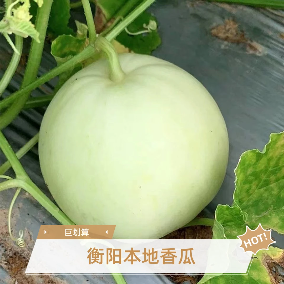 大和鱼湖南衡阳香瓜本地香瓜甜瓜5斤装农产品水果农家自种