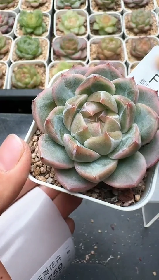 757F云禹多肉植物 默认脱土纸巾打包 3颗包邮