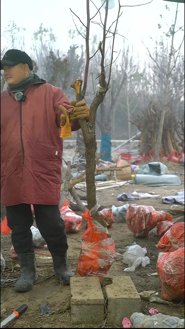 完全开放枣树225