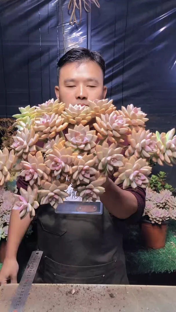223淡雪缀化（一物一拍）
