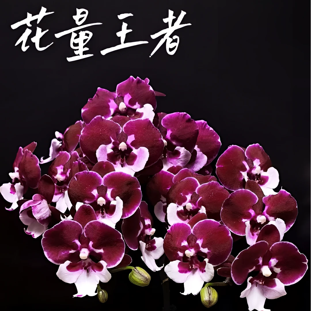 【圣诞老人】精品蝴蝶兰花室内阳台办公室高端花卉绿植盆栽年宵花