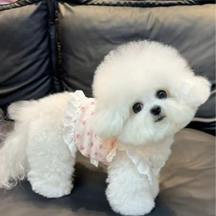 (三只狗严选)活体狗狗链接