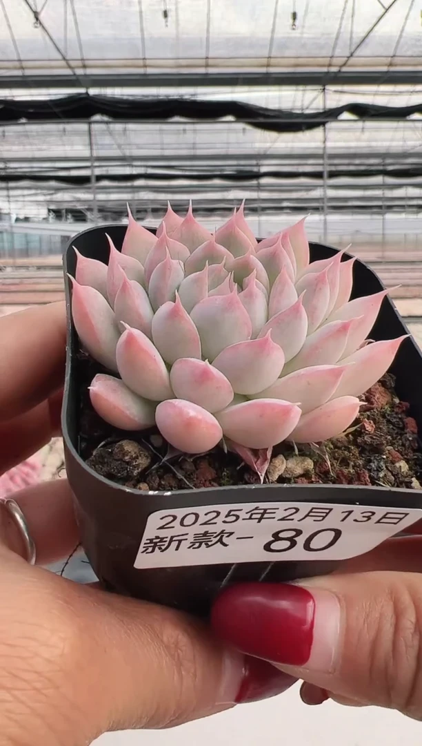 【闪购商品】新款多肉-80