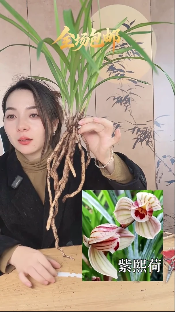 当前无花栽培后可以开花：紫熙荷
