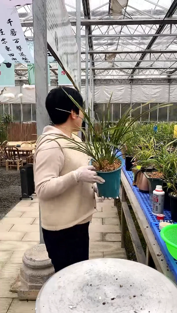 【闪购商品】同乐梅巫婆