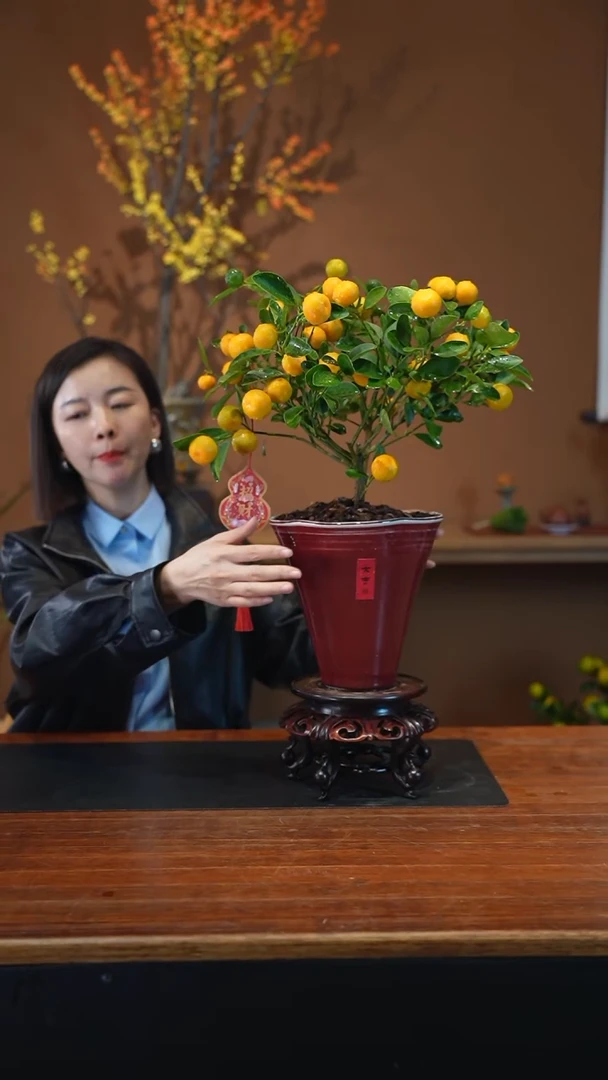 全部花朵小金橘红高盆景盆景盆景