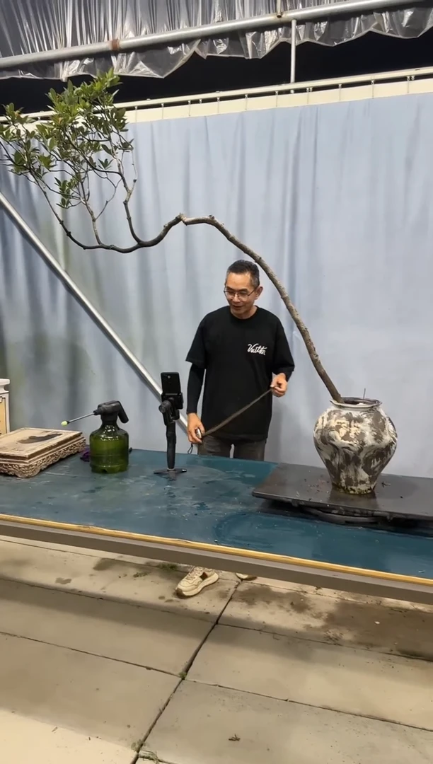 当前无花朵，栽培后可花朵海岛春花海岛春花盆景