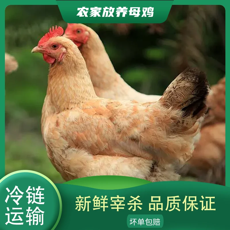 【小邢.】 买一只送一只 林间放养黄油老母鸡 2只净重5.4斤