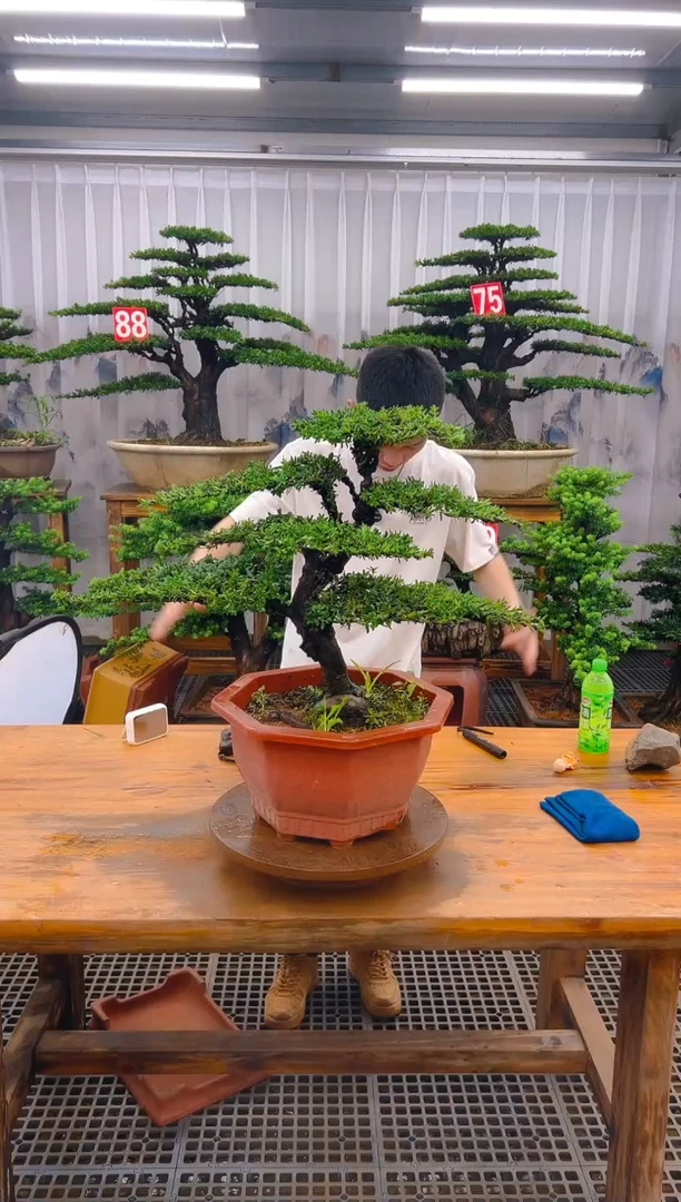 无花朵嘟****?精品盆景直播间一物一拍