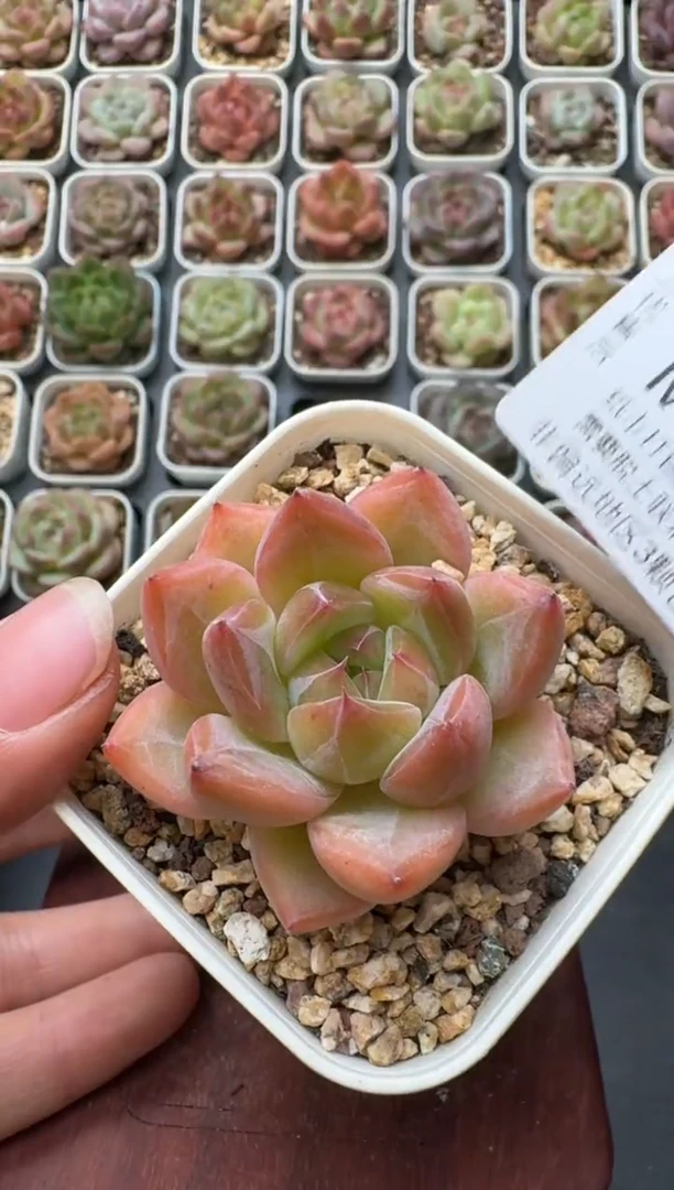 295M带盆土发 当场拍3颗以上包柚 多肉植物 一物一拍