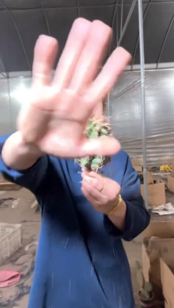 大单头 大统领【实生根】