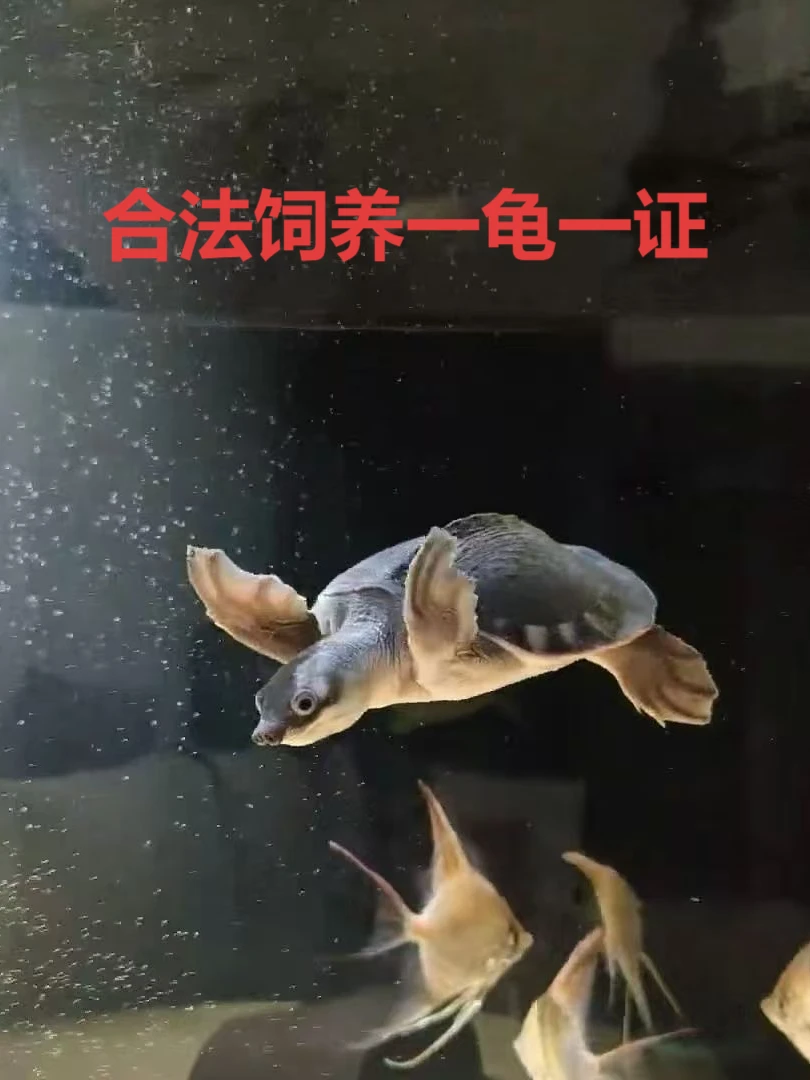 精品 猪鼻龟 招财龟 深水龟 小乌龟活体 观赏龟