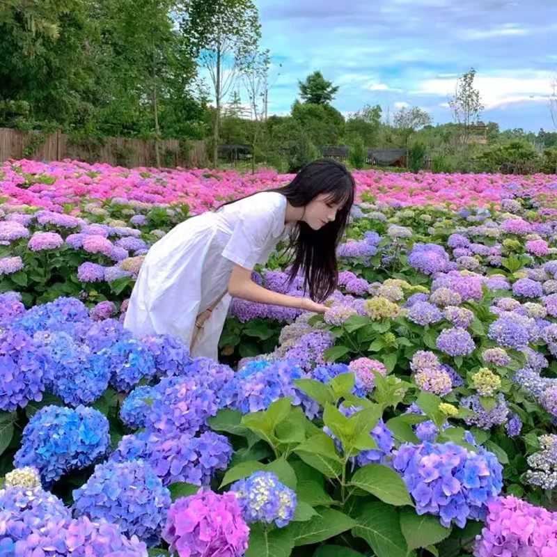 绣球花苗无尽夏大花盆栽四季开花室外耐寒耐晒阳台庭院植物花卉