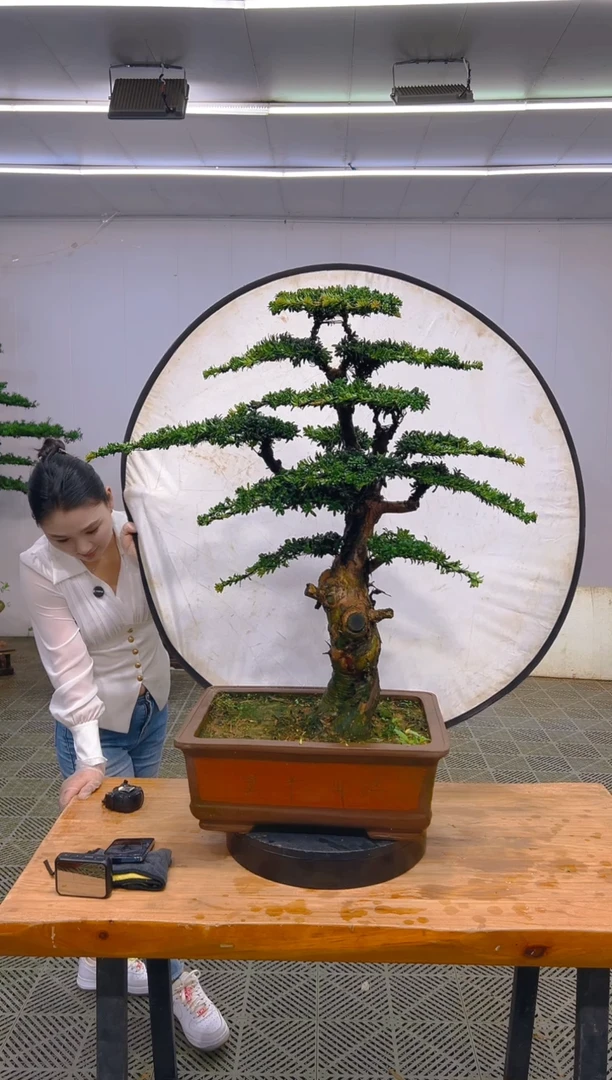 无花朵一物一拍一物一拍