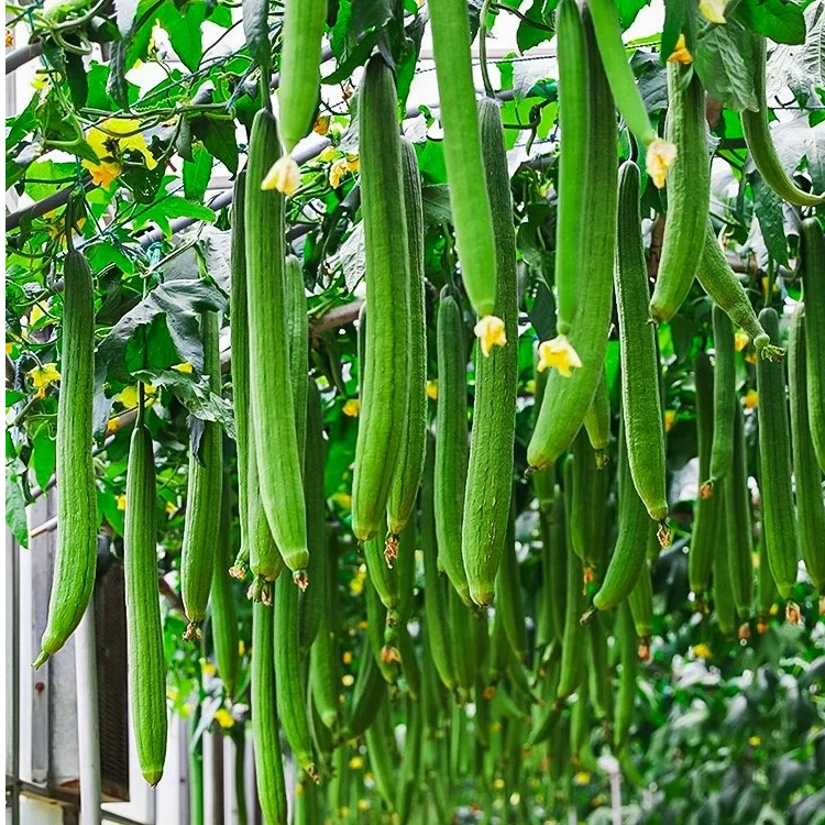 肉丝瓜种子种籽秧苗特长香苹果棱角丝瓜种孑子菜苗蔬菜带土老品种