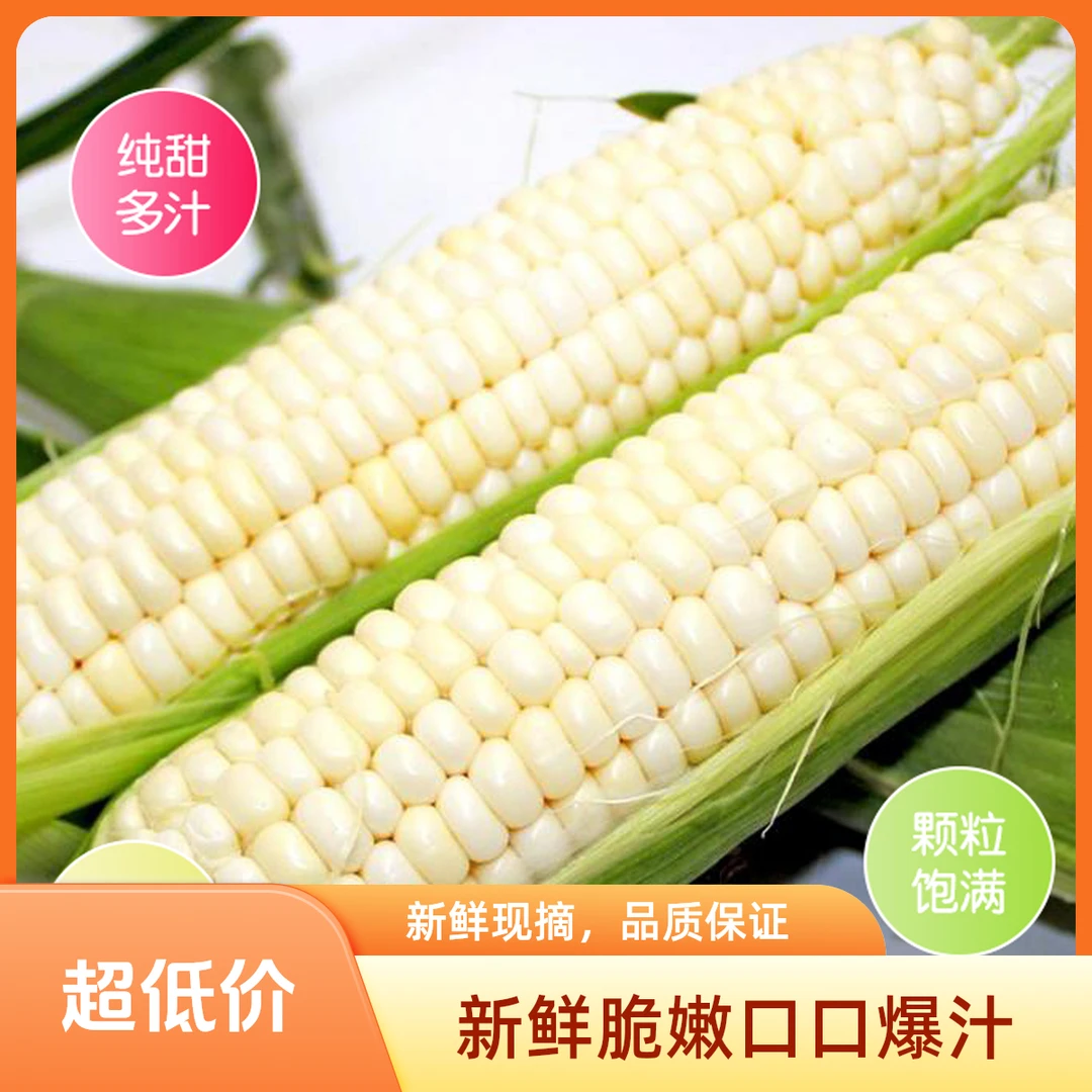 农家新鲜现摘甜糯玉米带叶现摘当季不转基因嫩黏苞米水果蔬菜