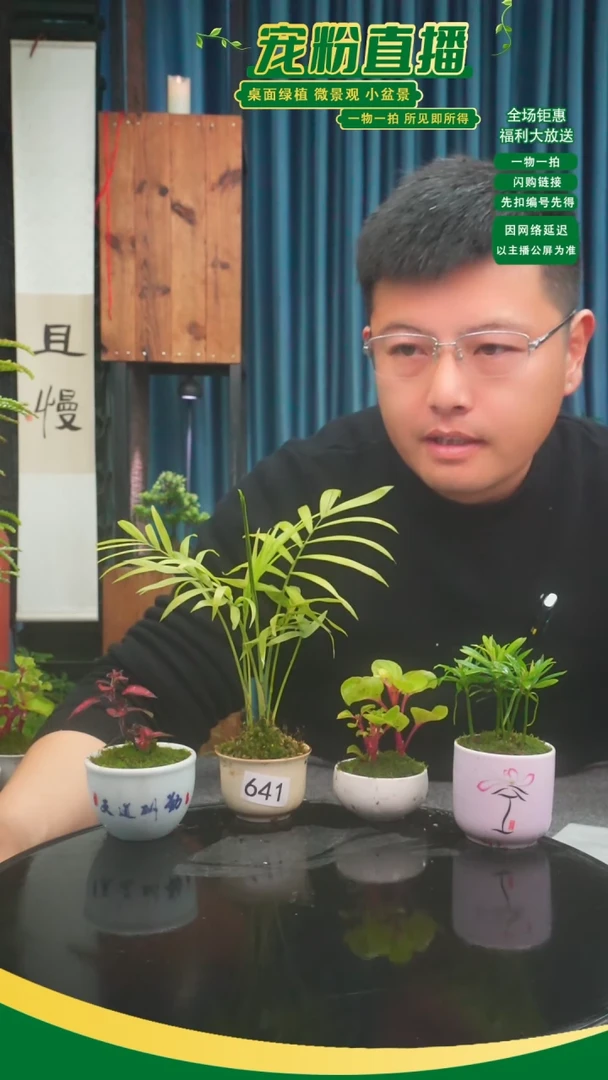 无花朵钟*艳苔藓微景观641号