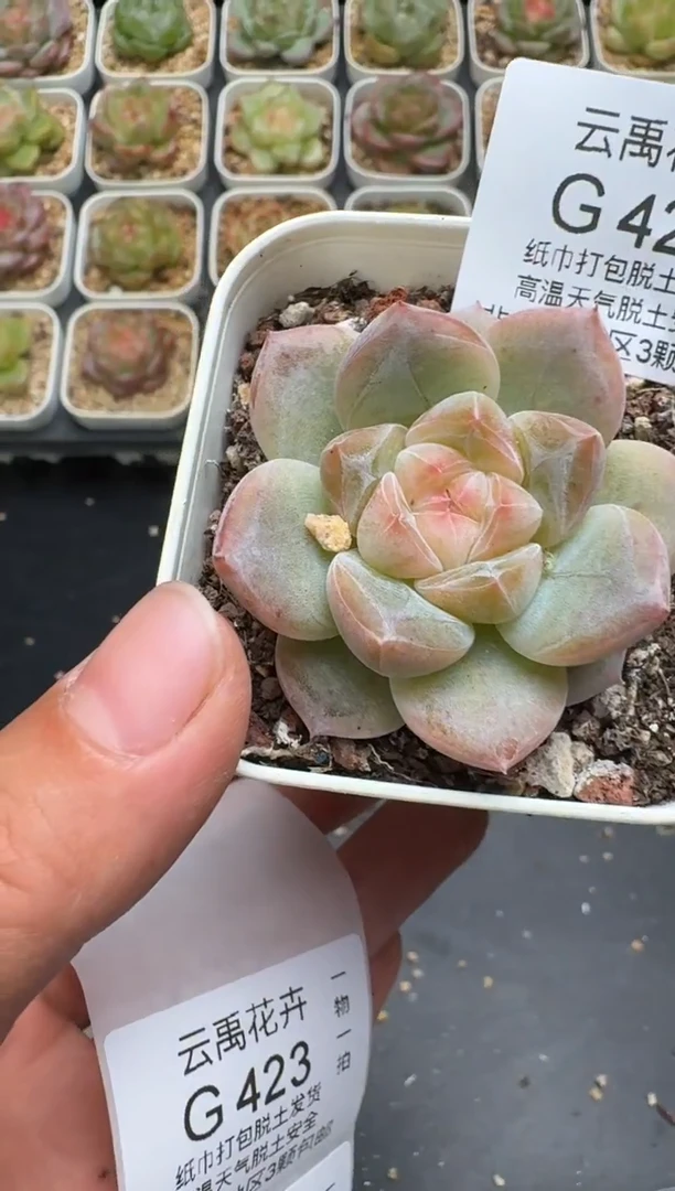 422G云禹多肉植物 脱土纸巾打包 3颗包邮