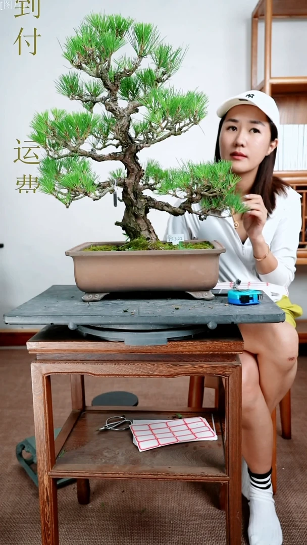 无花朵花**华三河黑松1111111111