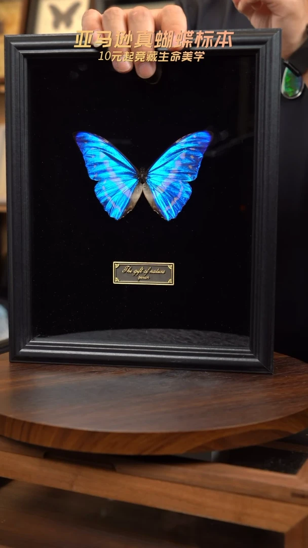蝴蝶标本摆件拍卖b168