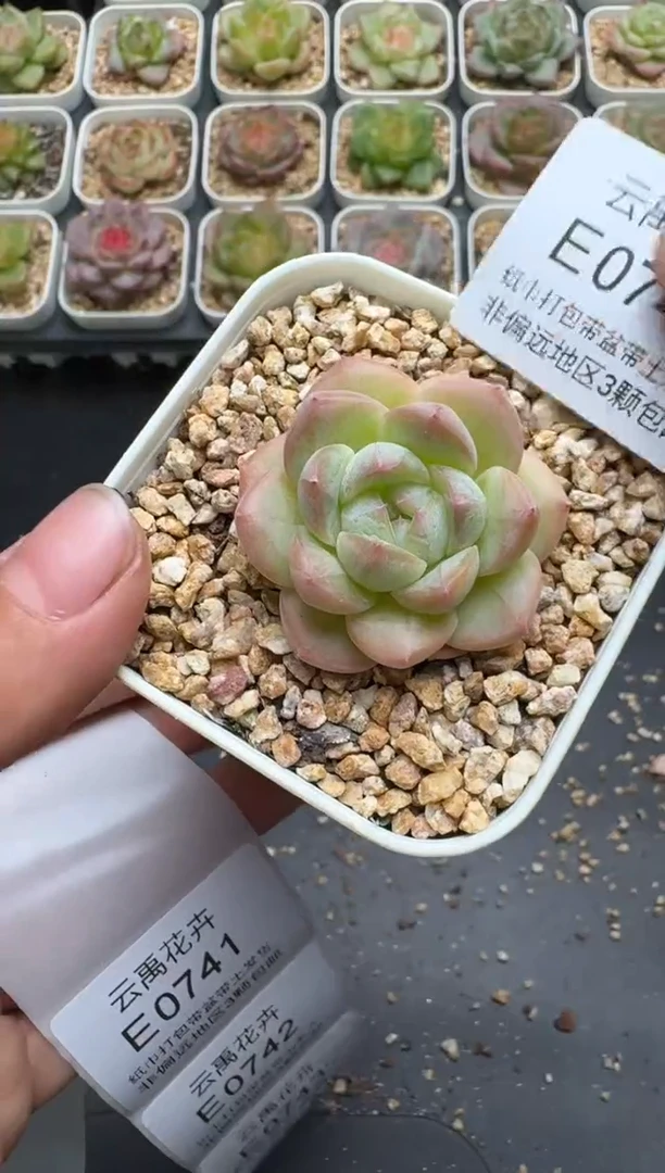 740E云禹多肉植物 带盆土纸巾打包 3颗包邮