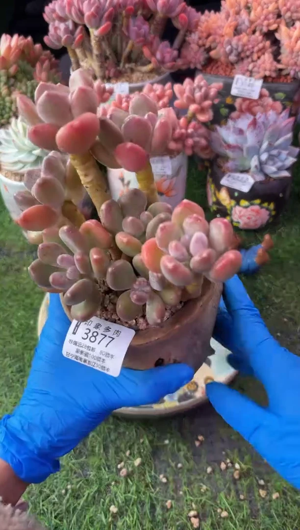 昆明印象多肉3877