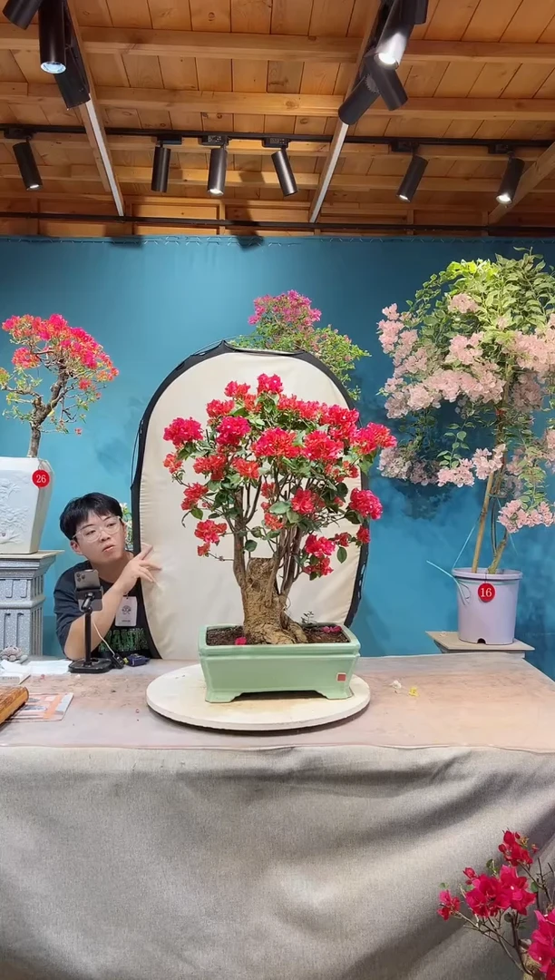 全部花苞巴特夫人三角梅