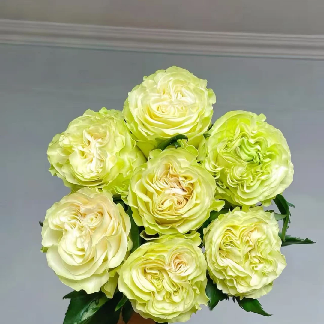 琉璃翠玫瑰   任意2单送配草  云南鲜花基地批发直播