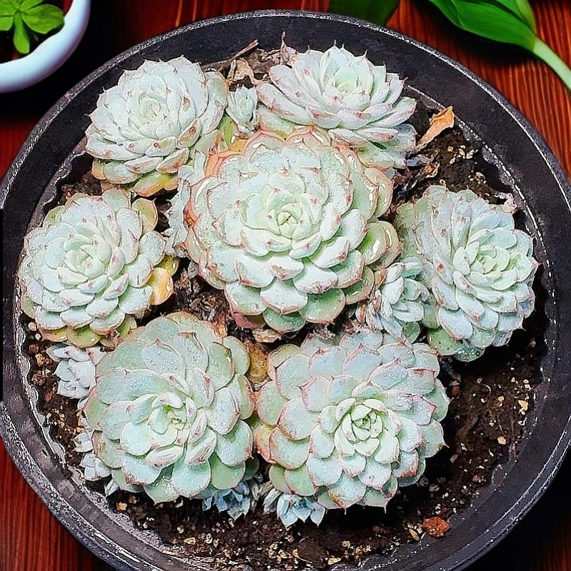 71多肉（老桩白姬莲）直播展示