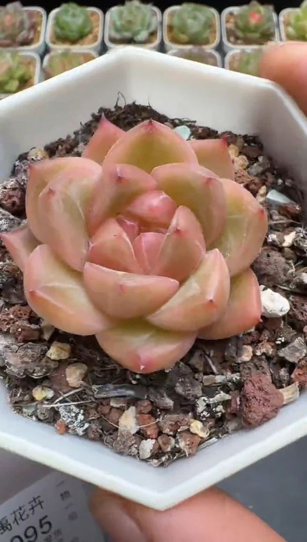 093G云禹多肉植物 脱土纸巾打包 3颗包邮