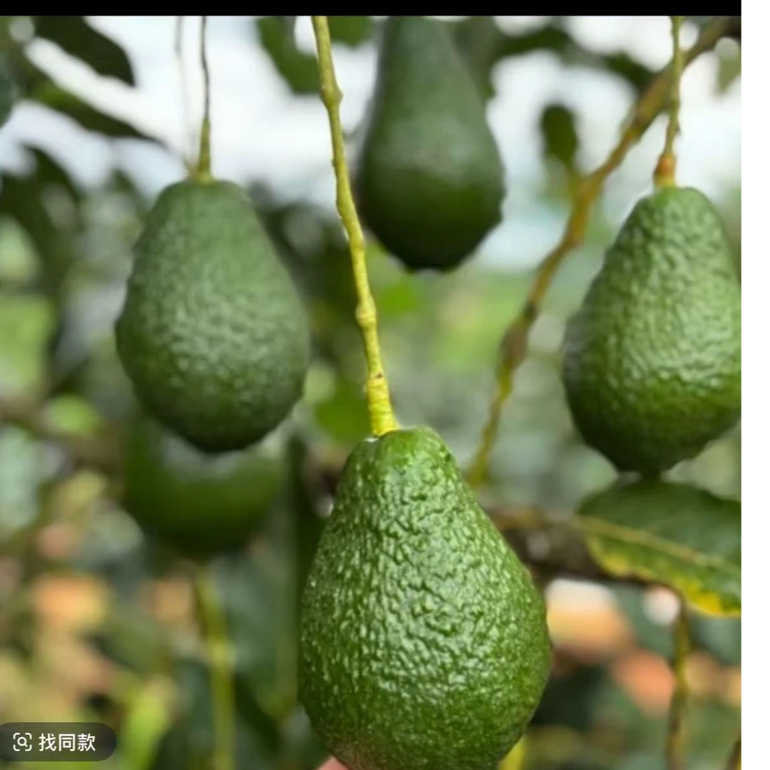 坏果包赔新鲜牛油果当季水果宝宝辅食绵密醇香！