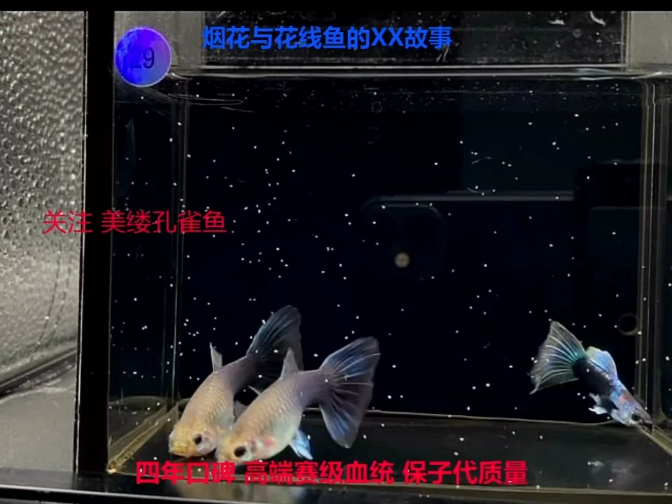 孔雀鱼赛线蓝礼服压成高端体验2对