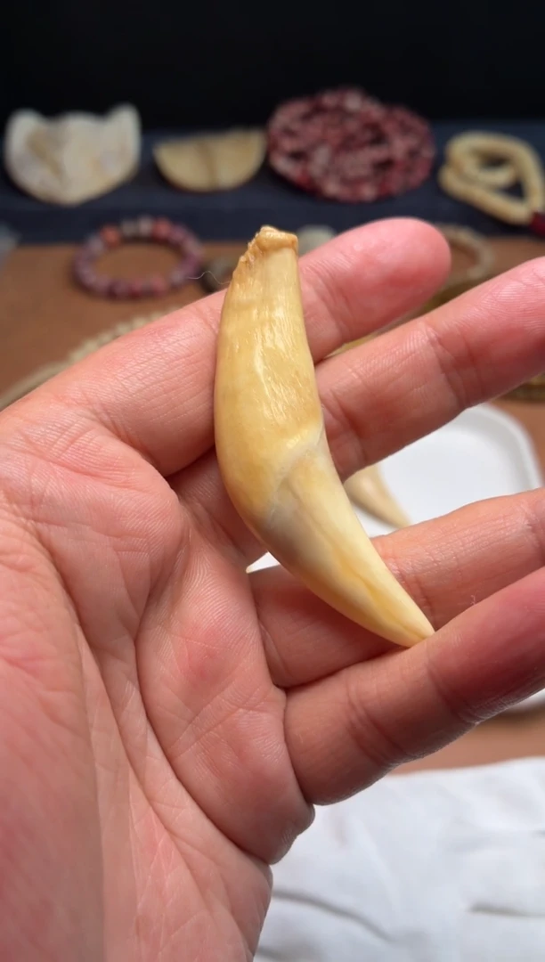 骆驼牙吊坠浅*丶杂件430-骆驼牙吊坠