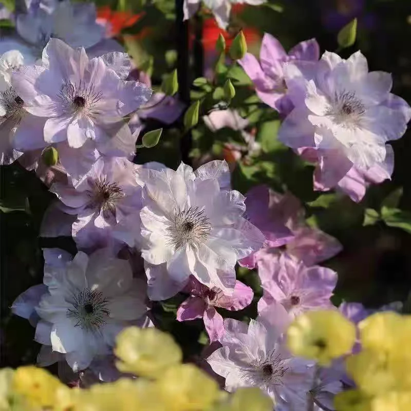 倒影二类F系铁线莲阳台庭院爬藤耐寒