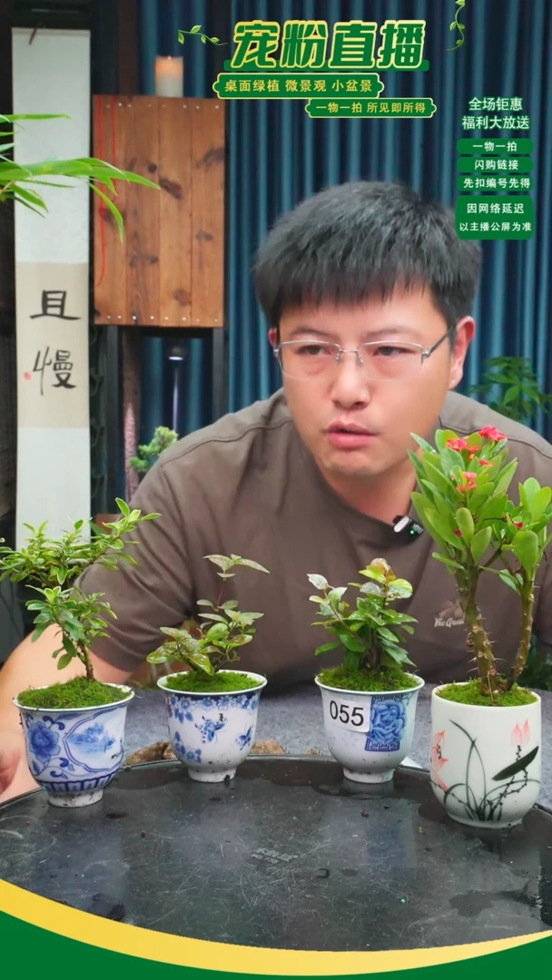 无花朵胡****^苔藓微景观055号