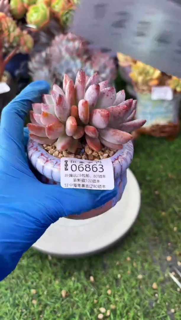 昆明印象多肉06863