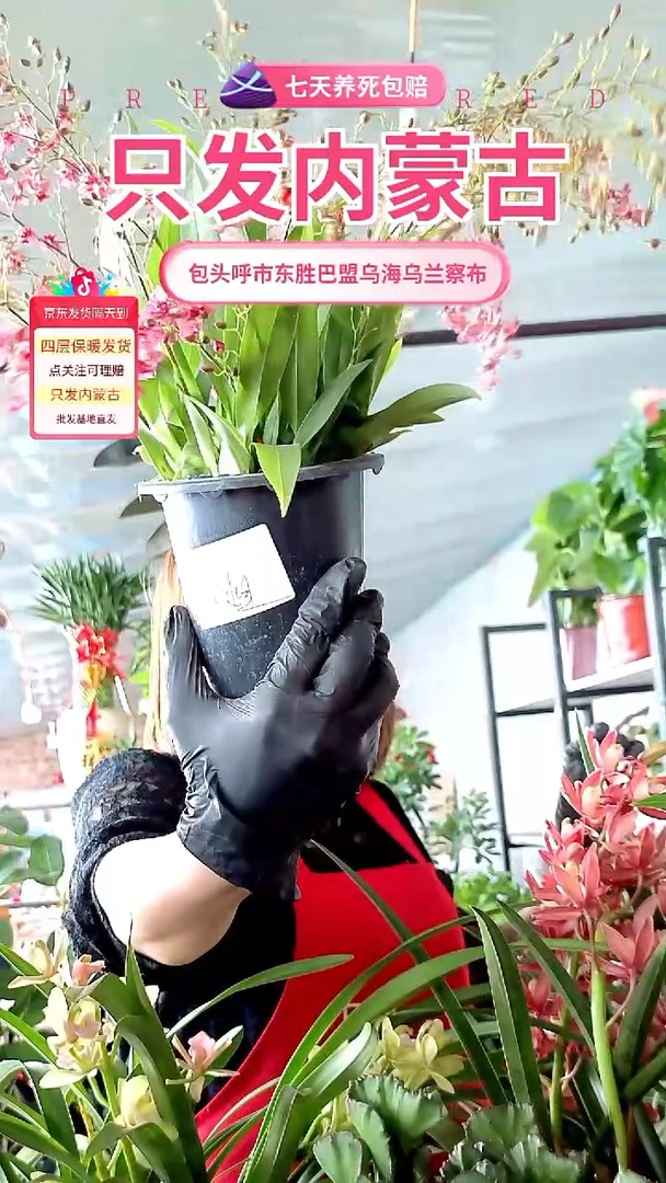 完全开放梦香兰大盆红色