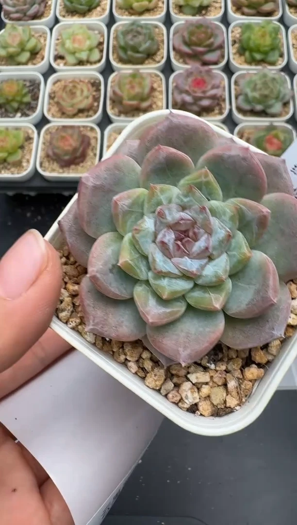 408E云禹多肉植物 带盆土纸巾打包 3颗包邮
