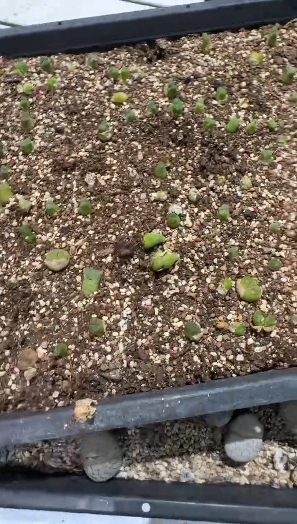 27-175多肉植物肉锥脱土发