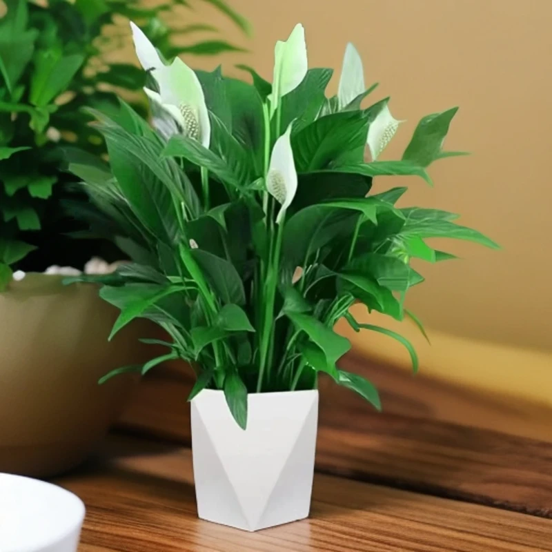 白掌盆栽一帆风顺室内开花绿植花卉净化空气