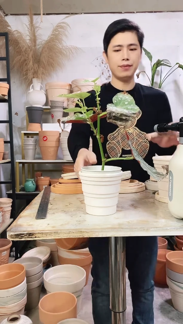 13*12白色竹节 1盆无托