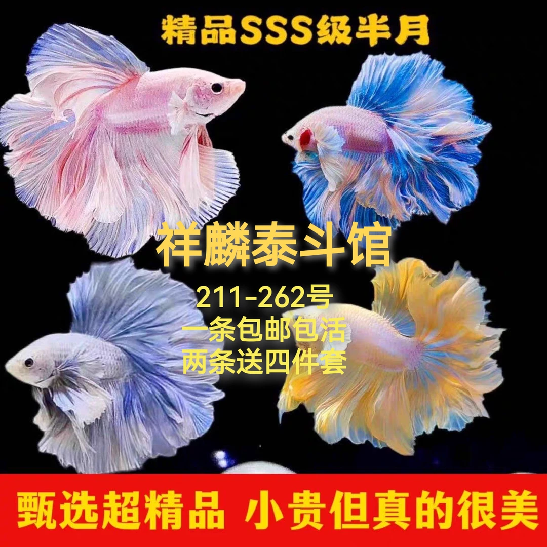 211-262【直播间选鱼】精选泰国半月斗鱼网红款赛级好养耐活