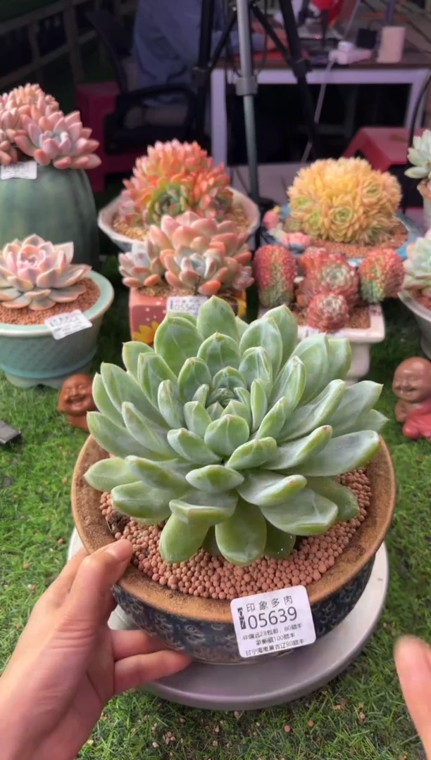 昆明印象多肉05639