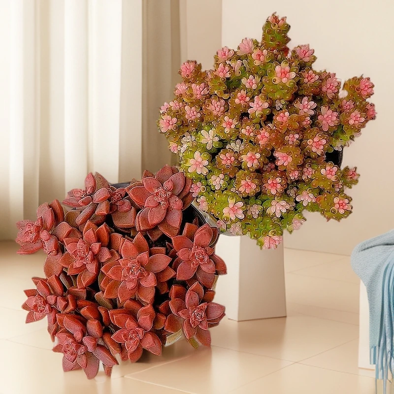 七彩龙珠+姬胧月阳台办公室庭院花卉新手盆栽多肉带盆带土发植物