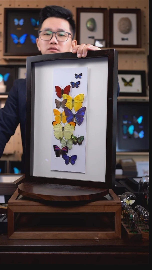 七彩祥云蝴蝶标本组合g216