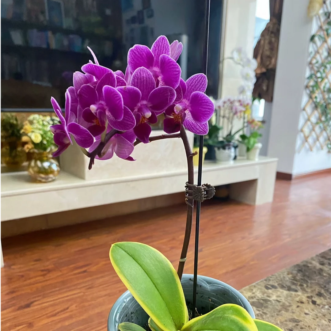 【王大拿】《金边鹿童》精品蝴蝶兰带花苞鲜花发货高档新手好养