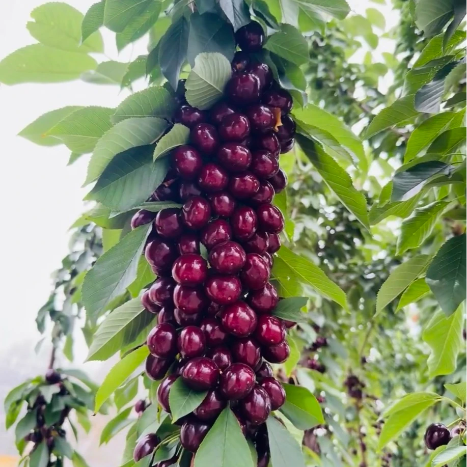 （4公分）车厘子大樱桃苗南北方种植盆栽地栽苗S1