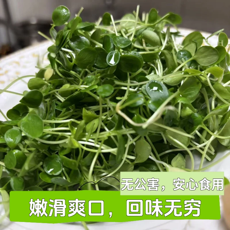 香椿芽苗菜绿色健康农家自然水培育春天的味道香椿芽高级食材火锅