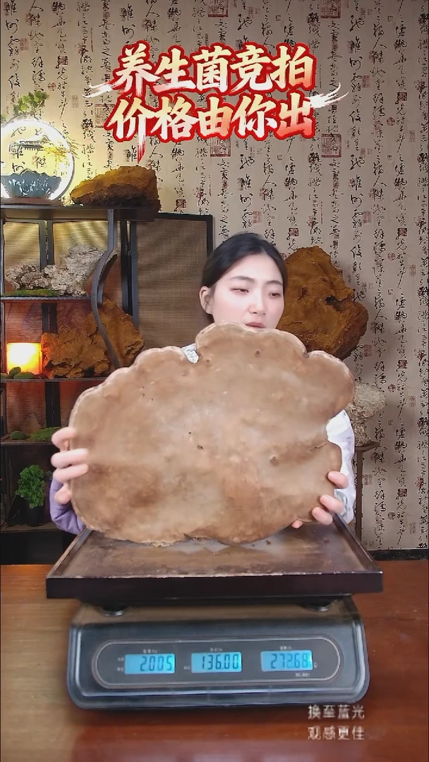 红缘拟层孔菌中国大陆【藏区野生】红缘树舌（3.74斤）40-50年份