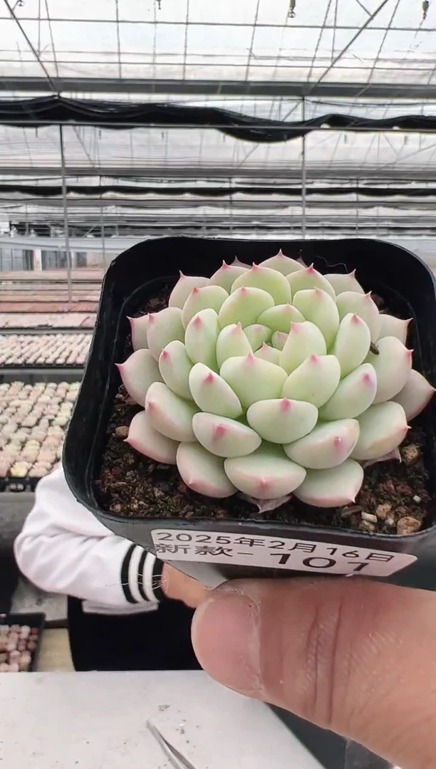 【闪购商品】新款多肉-101